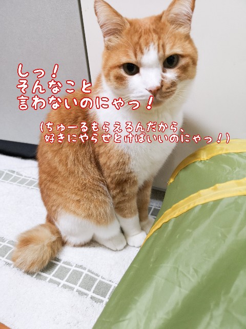 f:id:JuneNNN:20201029140240j:plain f:id:JuneNNN:20201029140240j:plain