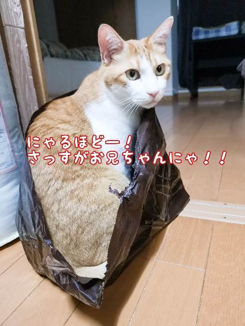 f:id:JuneNNN:20201029140247j:plain f:id:JuneNNN:20201029140247j:plain
