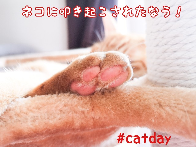 f:id:JuneNNN:20201029140943j:plain f:id:JuneNNN:20201029140943j:plain