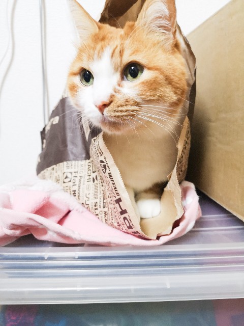 f:id:JuneNNN:20201102110456j:plain