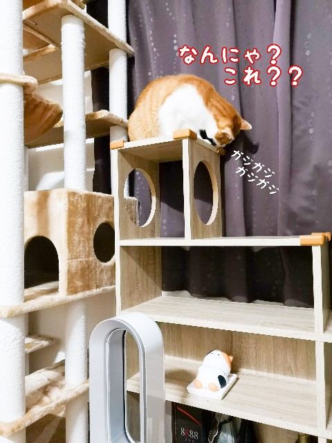 f:id:JuneNNN:20201102115222j:plain f:id:JuneNNN:20201102115222j:plain