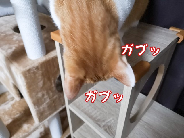 f:id:JuneNNN:20201102115228j:plain f:id:JuneNNN:20201102115228j:plain
