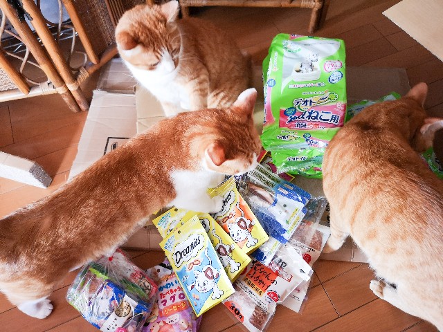 f:id:JuneNNN:20201108141536j:plain