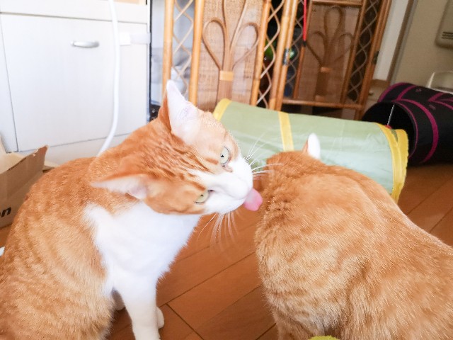 f:id:JuneNNN:20201112133828j:plain