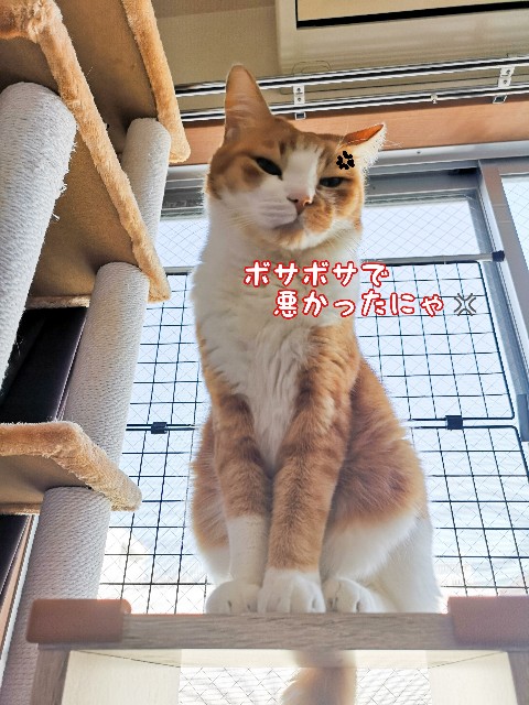 f:id:JuneNNN:20201118163308j:plain