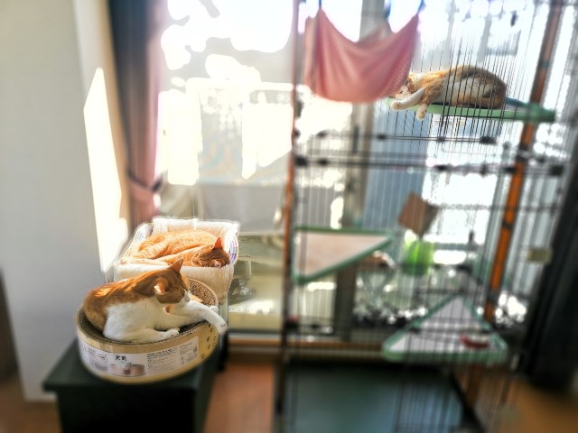 f:id:JuneNNN:20201119110150j:plain