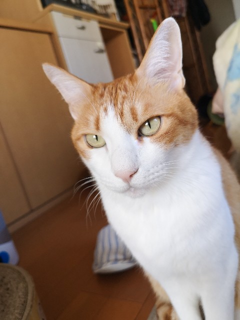 f:id:JuneNNN:20201121152752j:plain