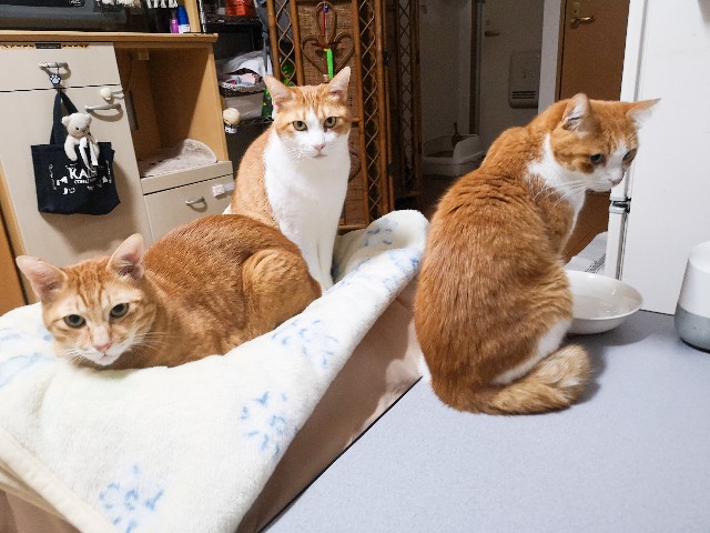 f:id:JuneNNN:20201126132416j:plain