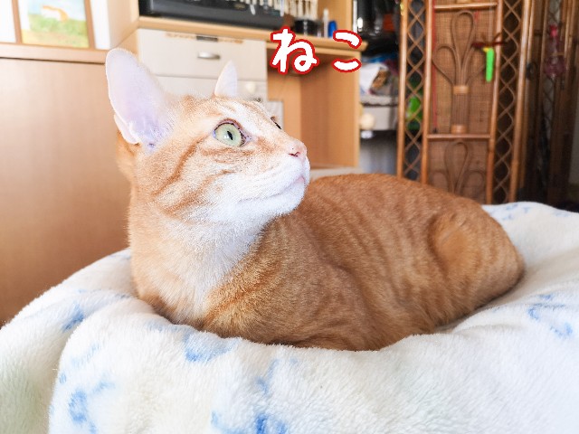 f:id:JuneNNN:20201127120215j:plain