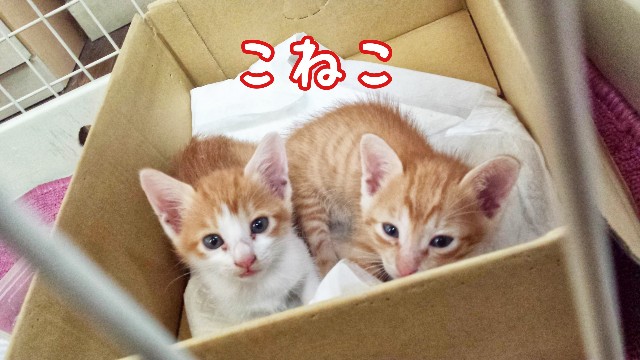 f:id:JuneNNN:20201127120224j:plain