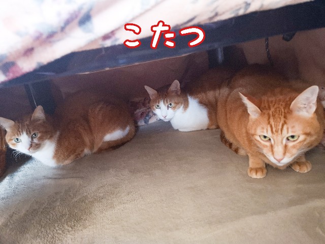 f:id:JuneNNN:20201127120411j:plain