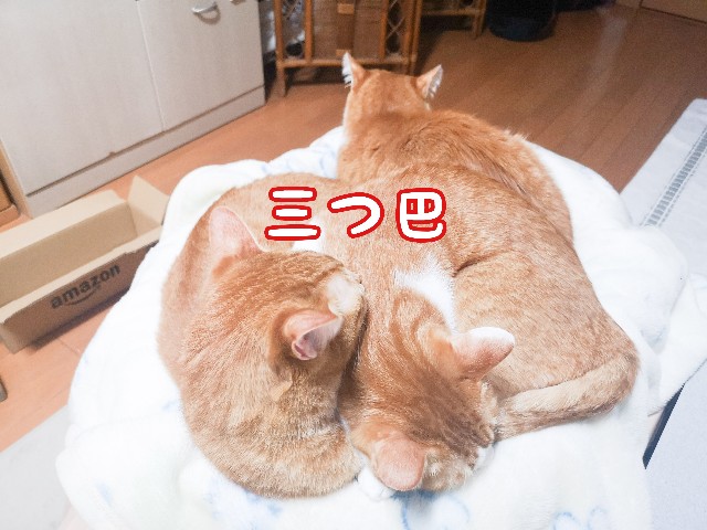 f:id:JuneNNN:20201127120435j:plain