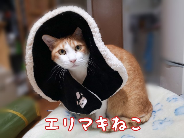 f:id:JuneNNN:20201127120445j:plain