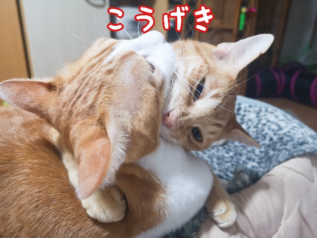 f:id:JuneNNN:20201127120556j:plain