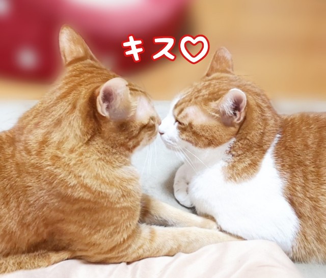 f:id:JuneNNN:20201127120605j:plain
