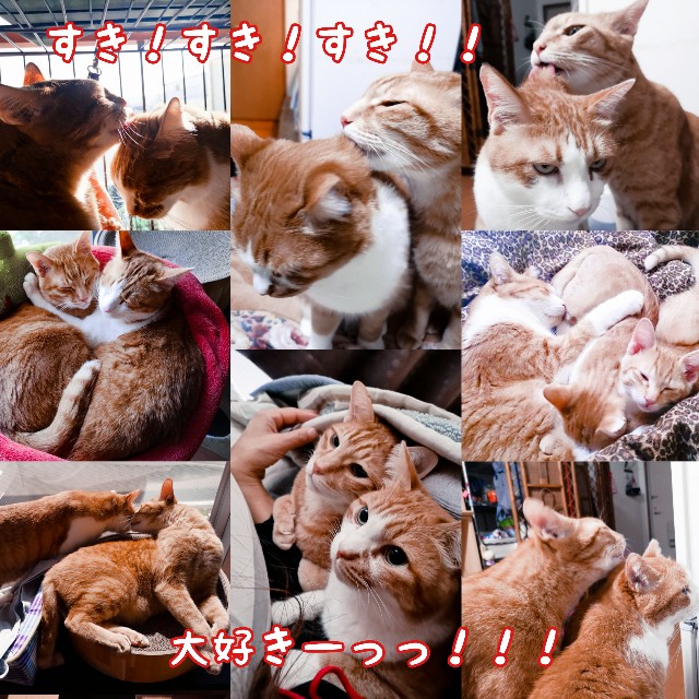 f:id:JuneNNN:20201127120611j:plain