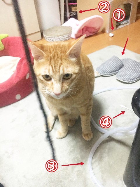 f:id:JuneNNN:20201128121051j:plain