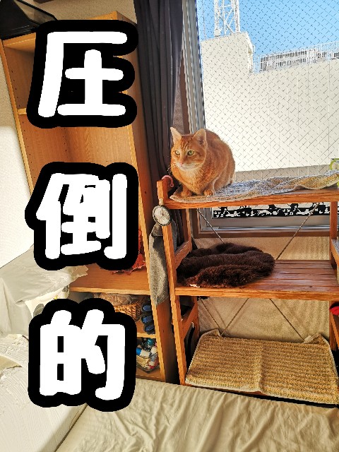 f:id:JuneNNN:20201128124754j:plain