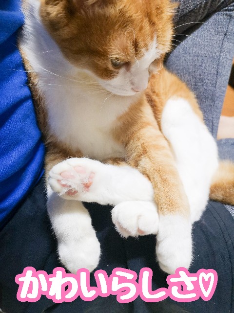 f:id:JuneNNN:20201128124803j:plain