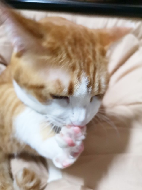 f:id:JuneNNN:20201128141614j:plain