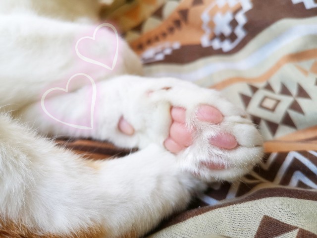 f:id:JuneNNN:20201128141631j:plain