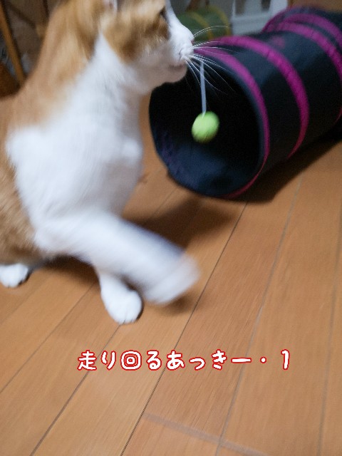 f:id:JuneNNN:20201206140208j:plain
