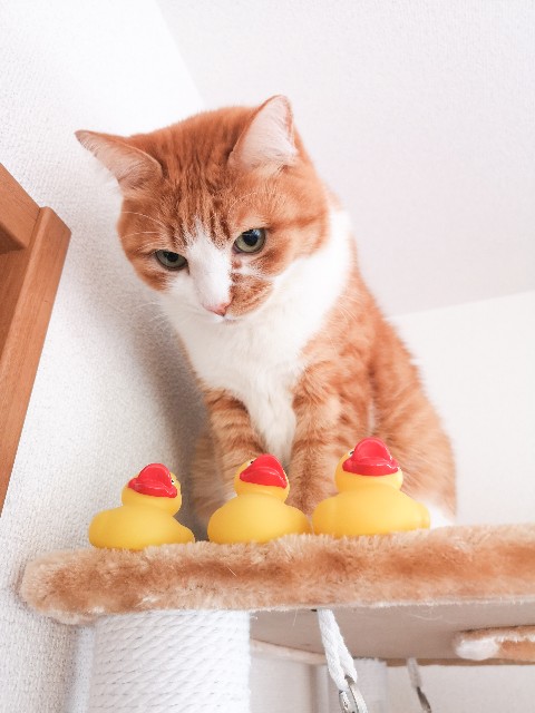 f:id:JuneNNN:20201217125612j:plain