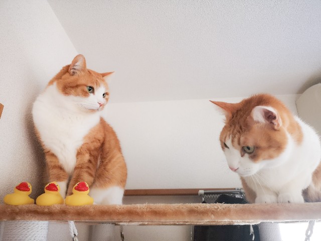 f:id:JuneNNN:20201217125620j:plain