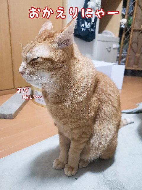 f:id:JuneNNN:20201218110530j:plain