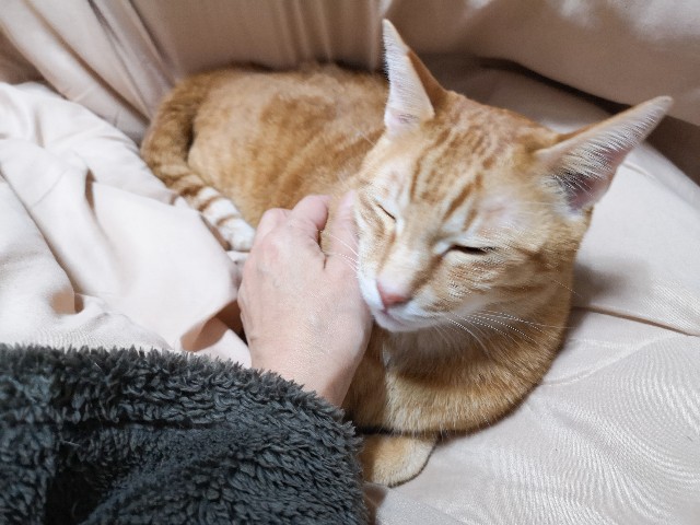 f:id:JuneNNN:20201222161011j:plain