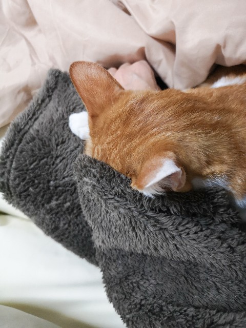 f:id:JuneNNN:20201222161124j:plain