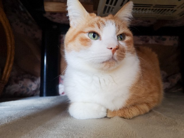 f:id:JuneNNN:20201222161235j:plain