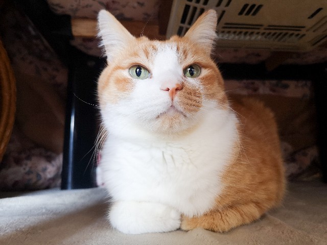 f:id:JuneNNN:20201222161241j:plain