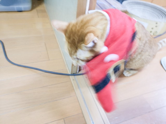 f:id:JuneNNN:20201222173516j:plain