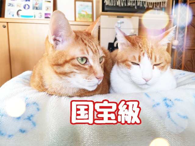 f:id:JuneNNN:20210103175815j:plain