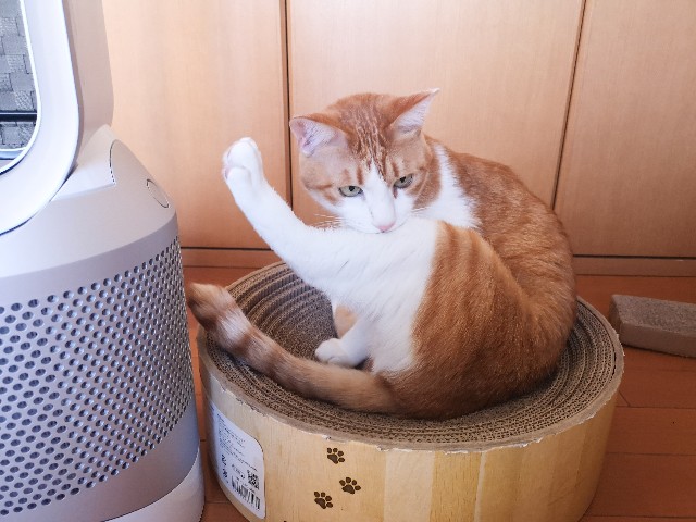 f:id:JuneNNN:20210108163552j:plain