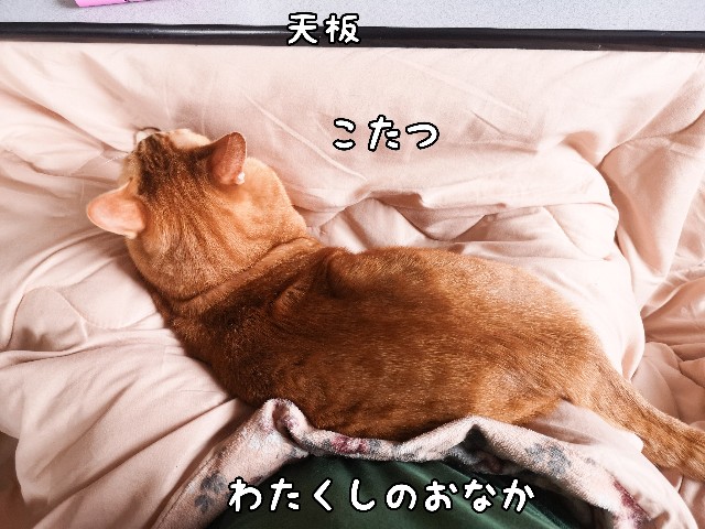 f:id:JuneNNN:20210111132125j:plain
