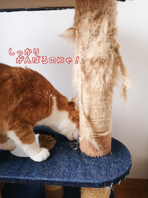 f:id:JuneNNN:20210113134028j:plain