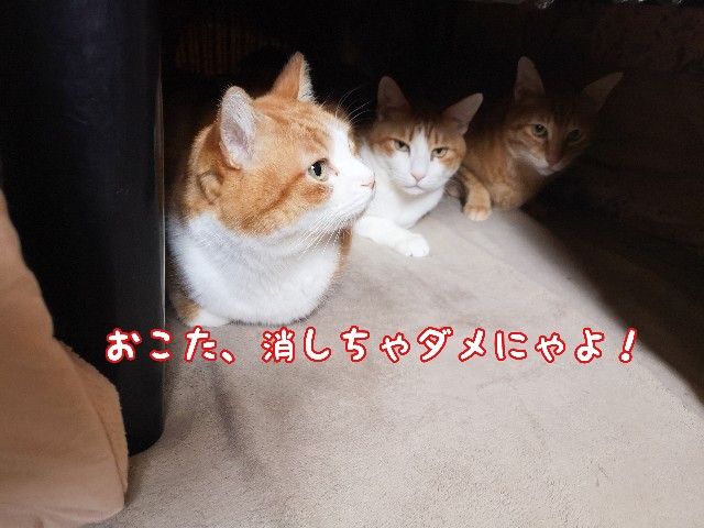 f:id:JuneNNN:20210116162106j:plain