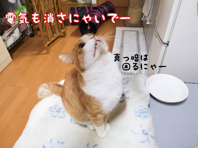 f:id:JuneNNN:20210116162114j:plain