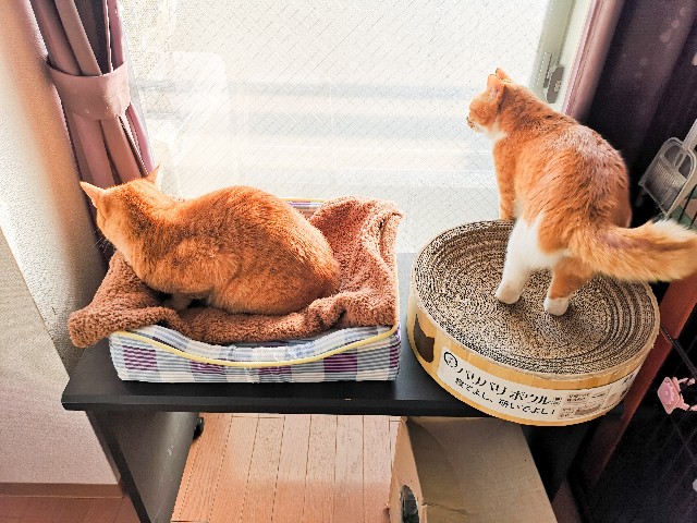 f:id:JuneNNN:20210121115658j:plain