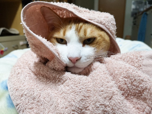 f:id:JuneNNN:20210121115733j:plain