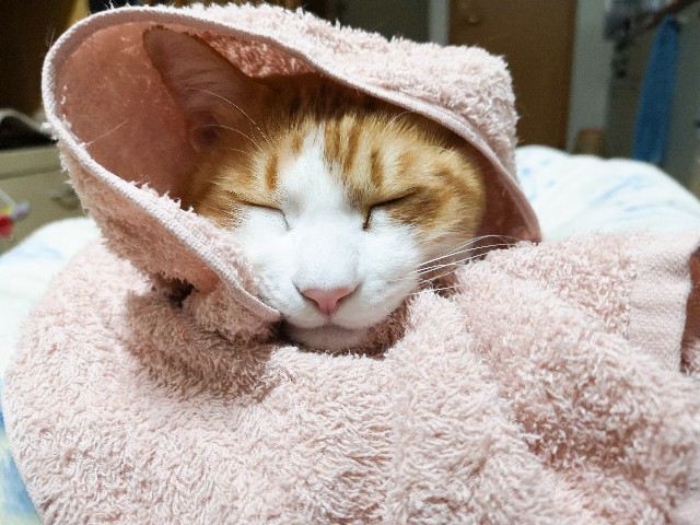 f:id:JuneNNN:20210121115743j:plain