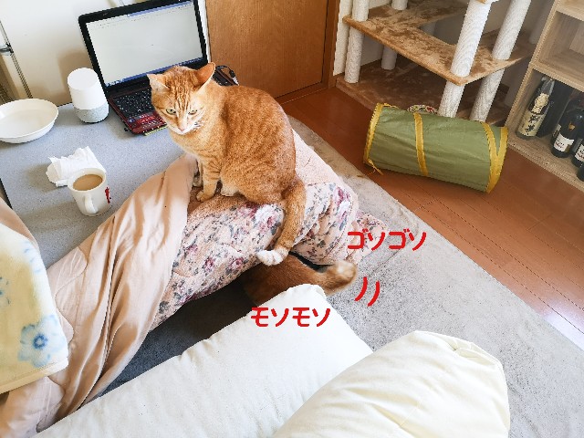 f:id:JuneNNN:20210121115813j:plain