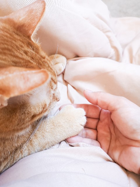 f:id:JuneNNN:20210121120027j:plain