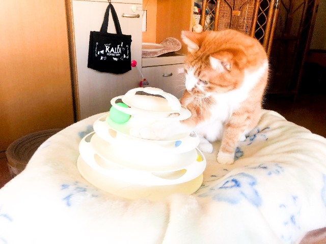 f:id:JuneNNN:20210121142915j:plain