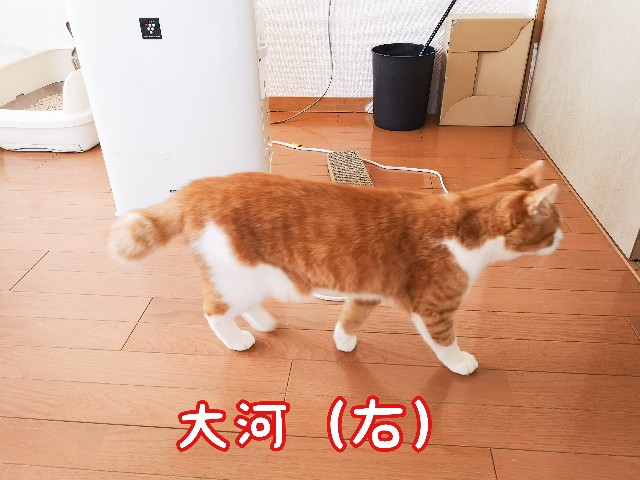 f:id:JuneNNN:20210121152142j:plain