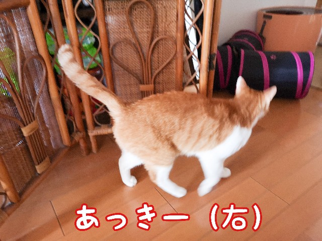 f:id:JuneNNN:20210121152303j:plain