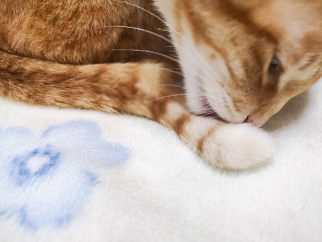 f:id:JuneNNN:20210123151139j:plain