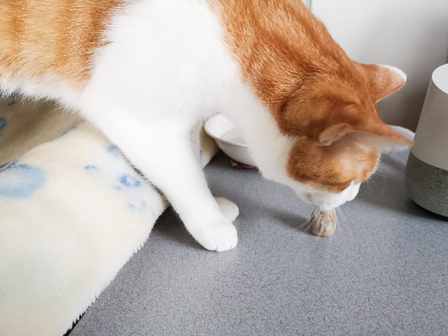 f:id:JuneNNN:20210125123720j:plain